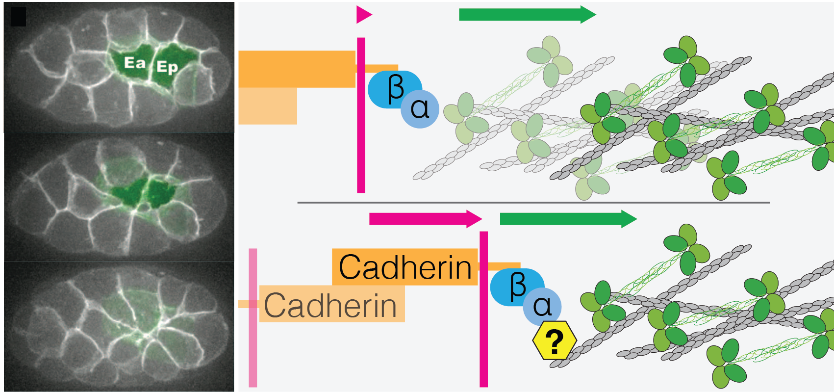Research – Mark M. Slabodnick